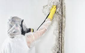 Best Commercial Mold Inspection  in Sturtevant, WI